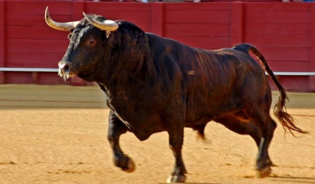 funny-bull-names-ideas