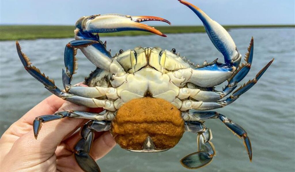 funny-crab-names