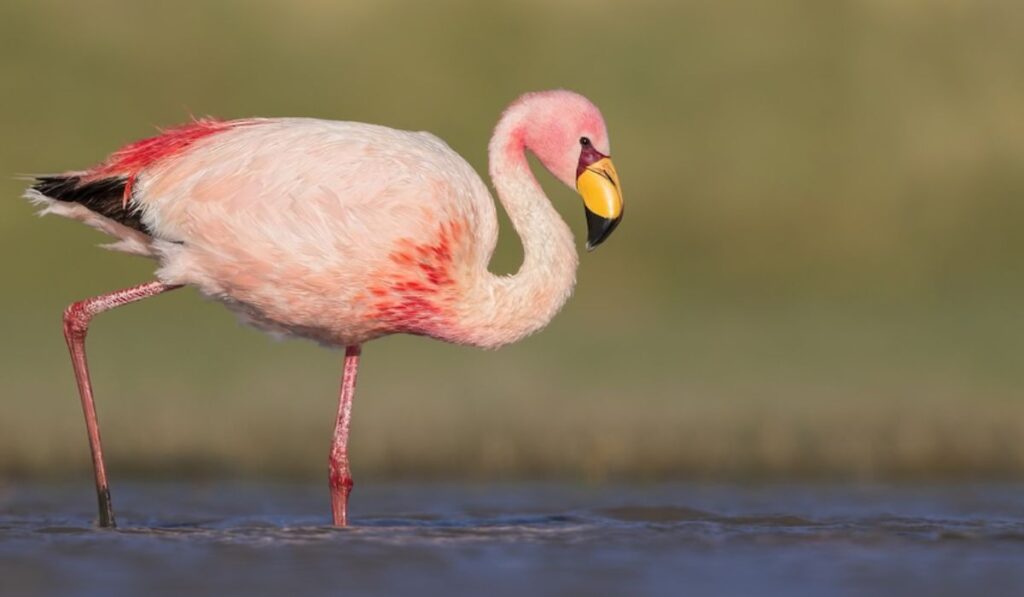funny-flamingo-names