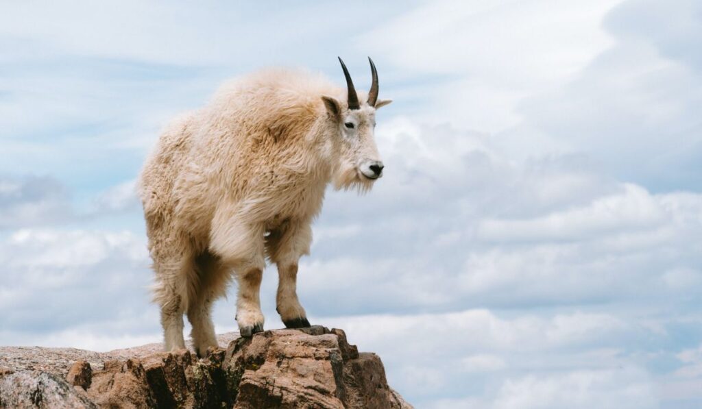 funny-goat-names