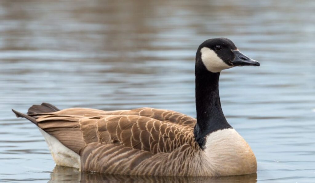 funny-goose-names