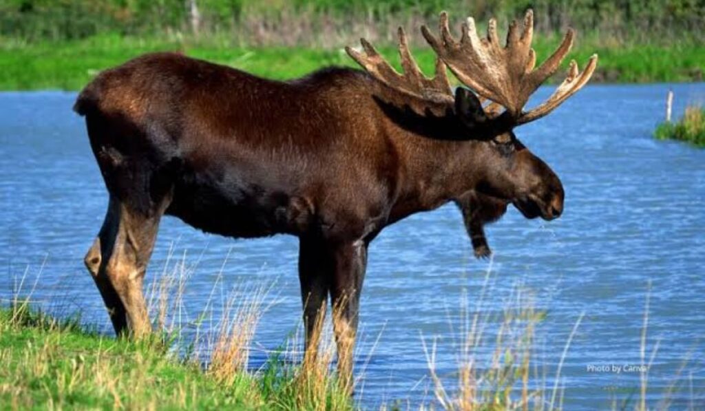 funny-moose-names-list