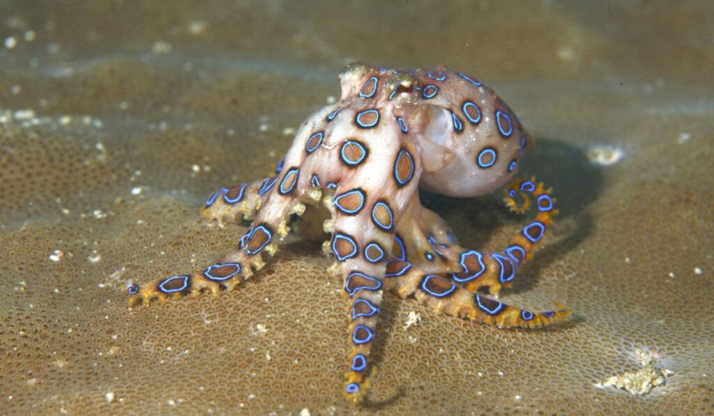funny-octopus-names