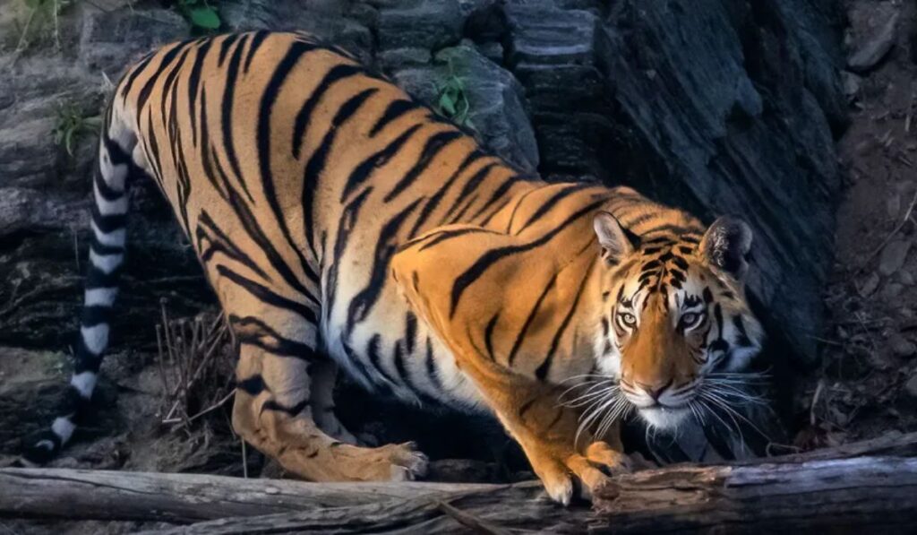 funny-or-cute-nicknames-for-tigers-with-meanings