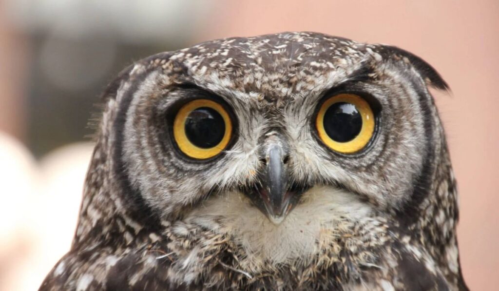 funny-owl-names-ideas