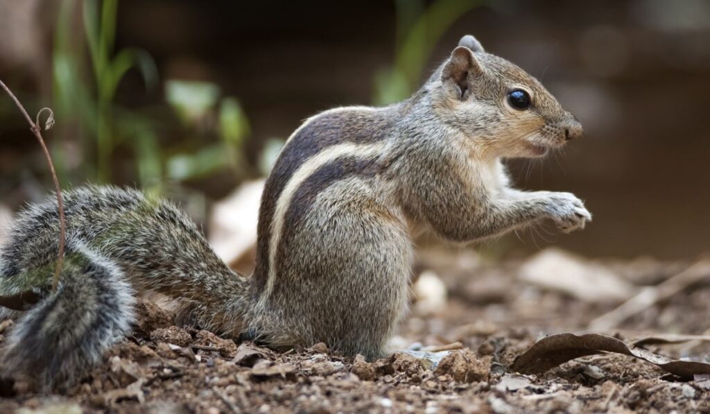 funny-squirrel-names