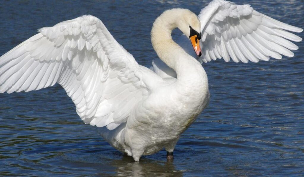 funny-swan-names