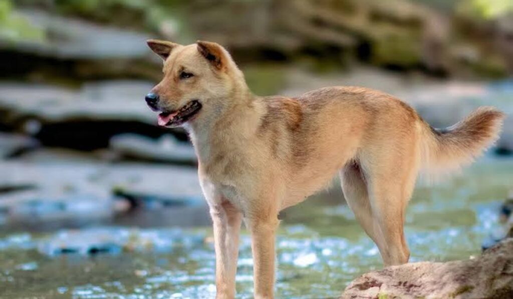 gender-neutral-korean-dog-names
