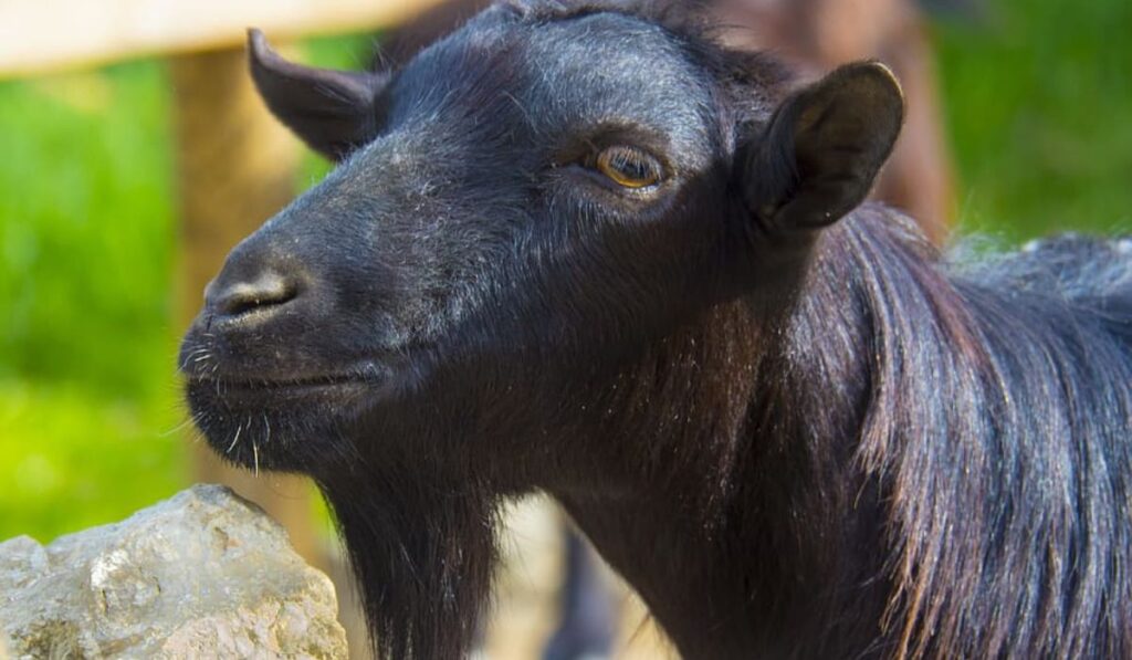 goat-names-for-twins
