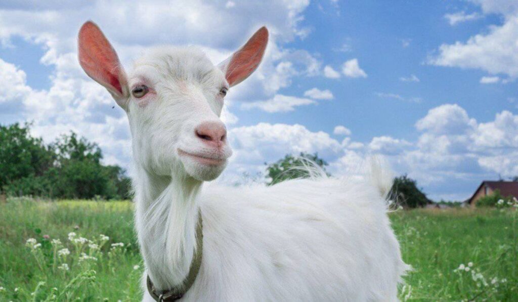 goat-names-i-was-afraid-to-use