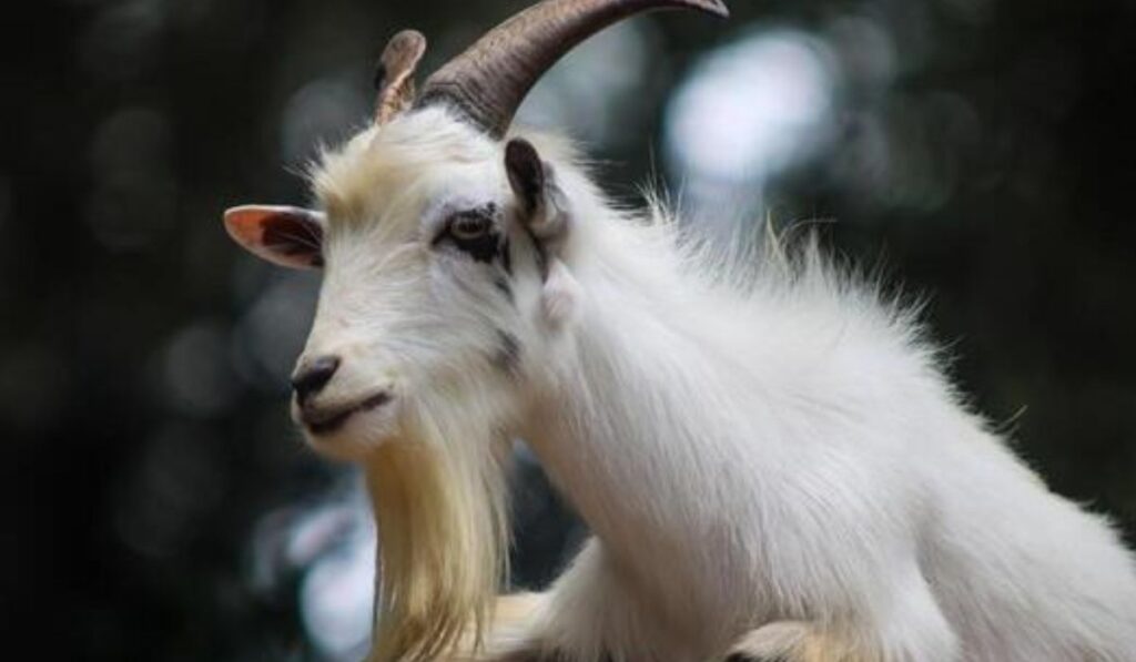 goats-with-horns-or-beards