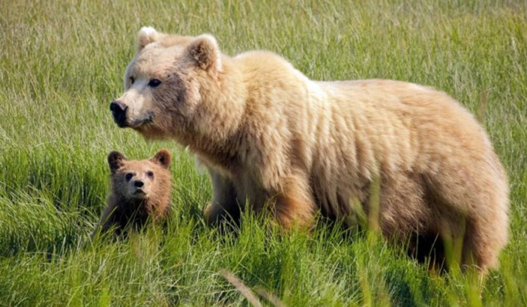 good-bear-names
