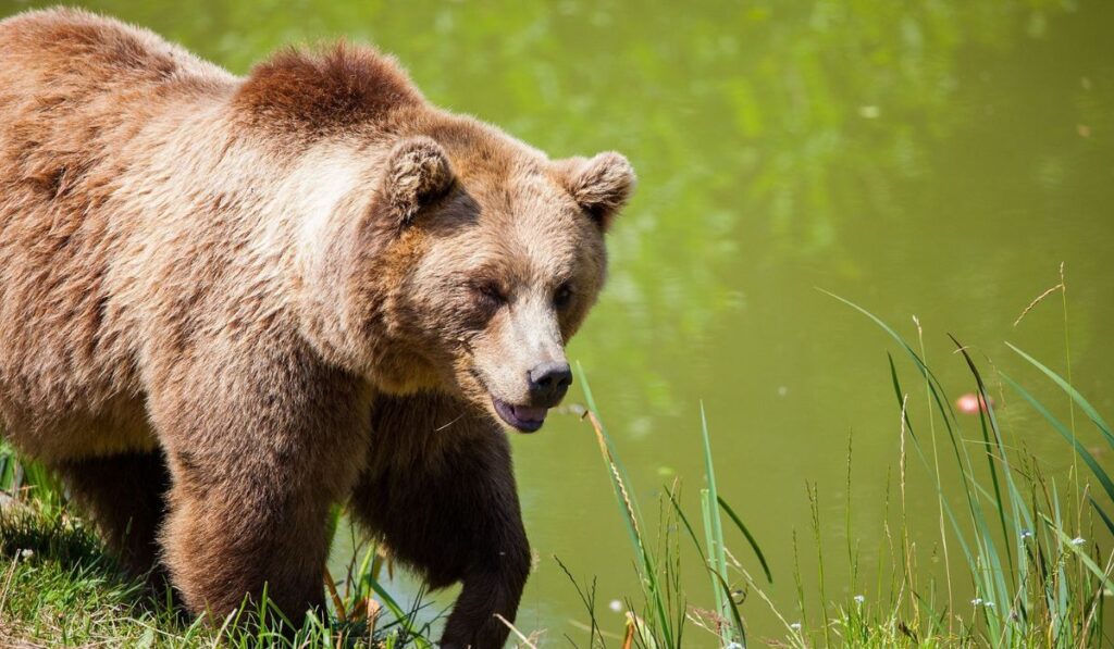international-teddy-bear-names