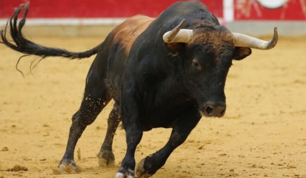 legendary-fighters-inspired-bull-names-ideas