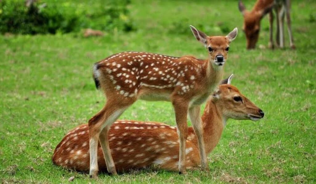 male-deer-names