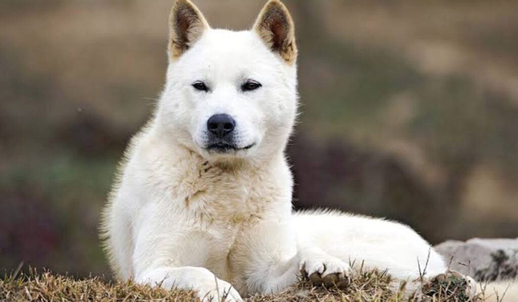 male-korean-dog-names