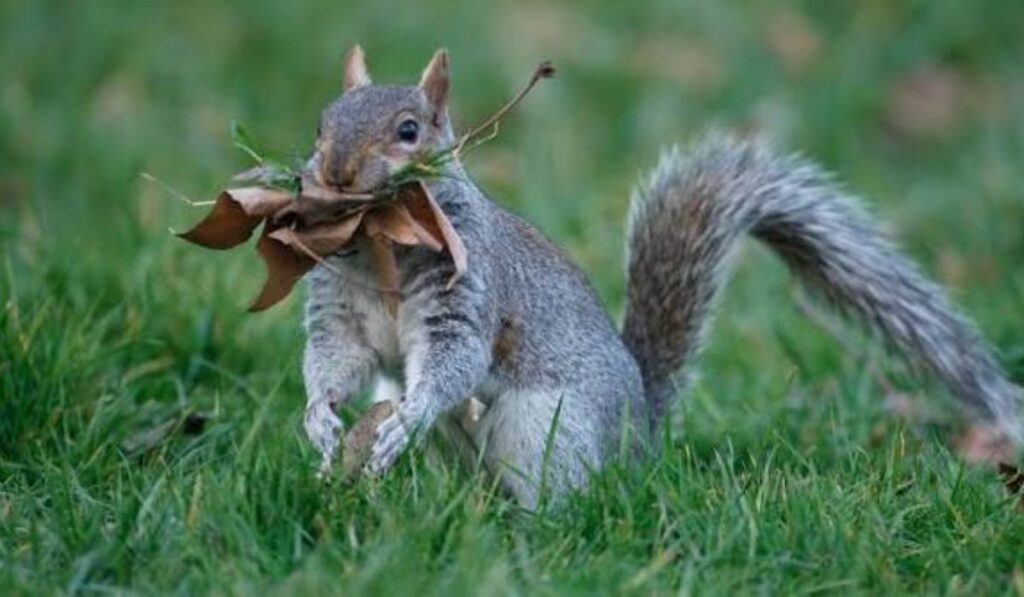 male-squirrel-names