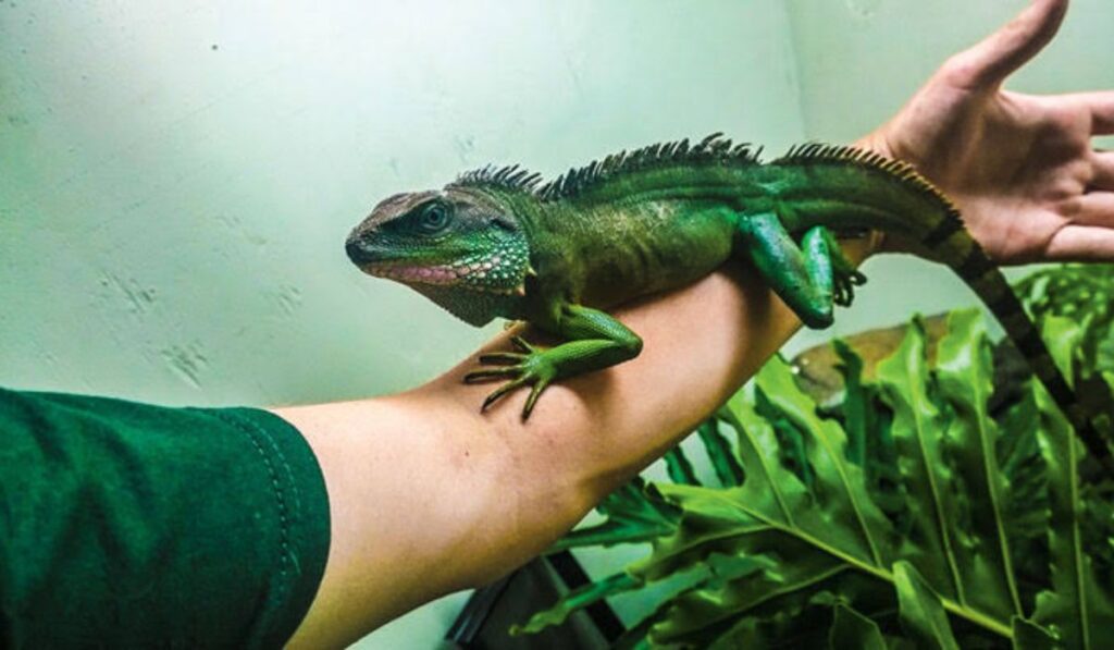 male-water-dragon-names