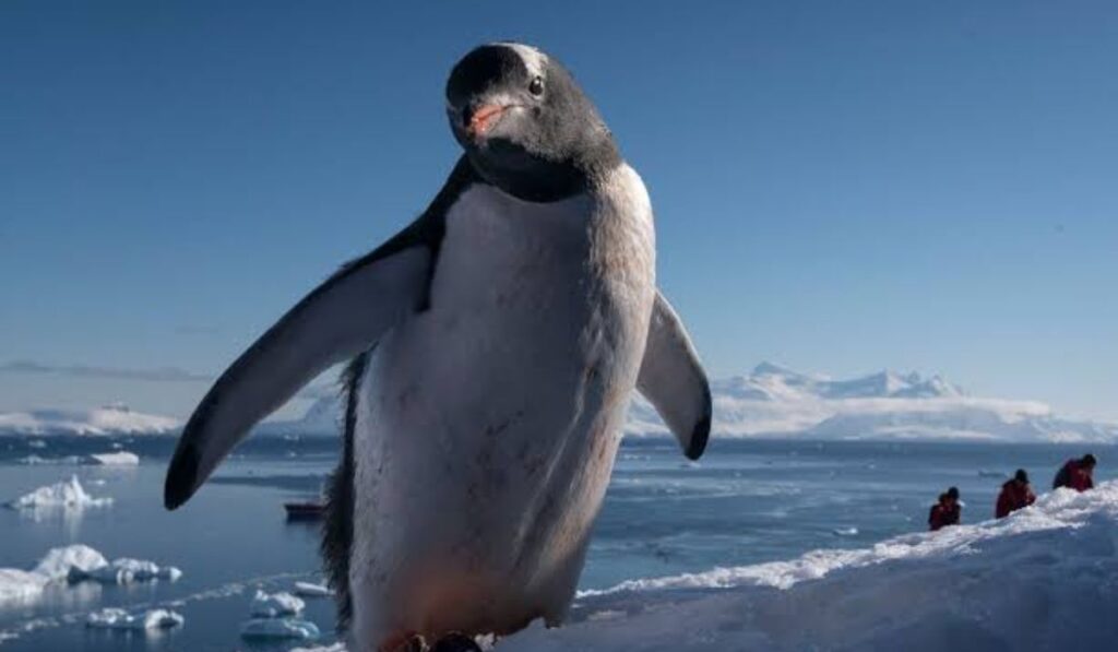 most-famous-penguin-names