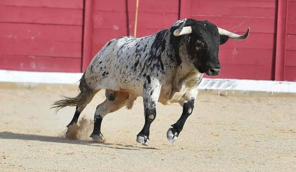 mythical-bull-names-ideas
