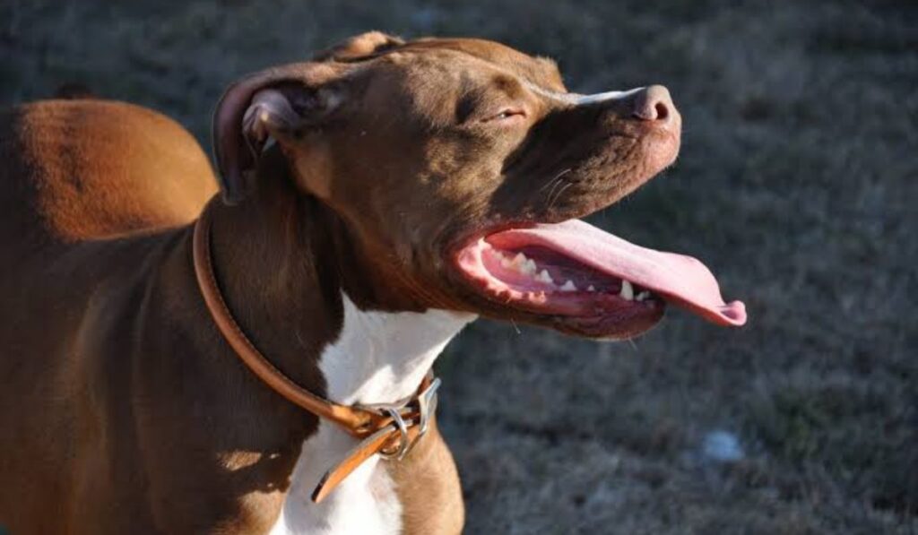 nature-inspired-male-pitbull-names