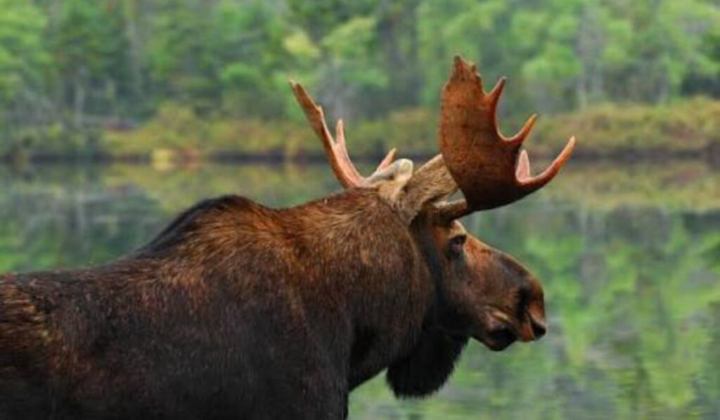 other-aesthetics-moose-names-list