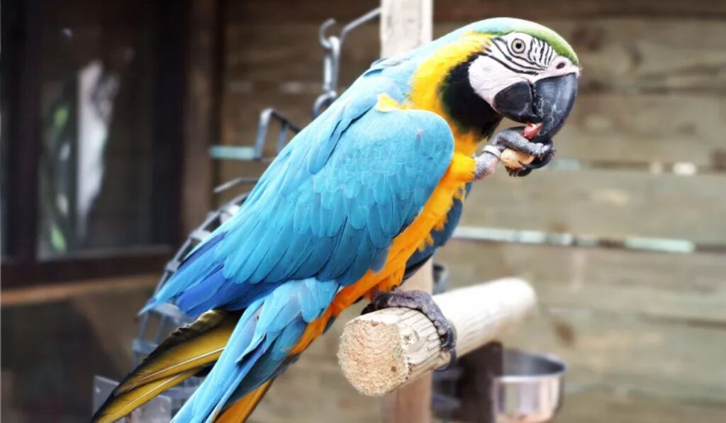 parrot-breed-names
