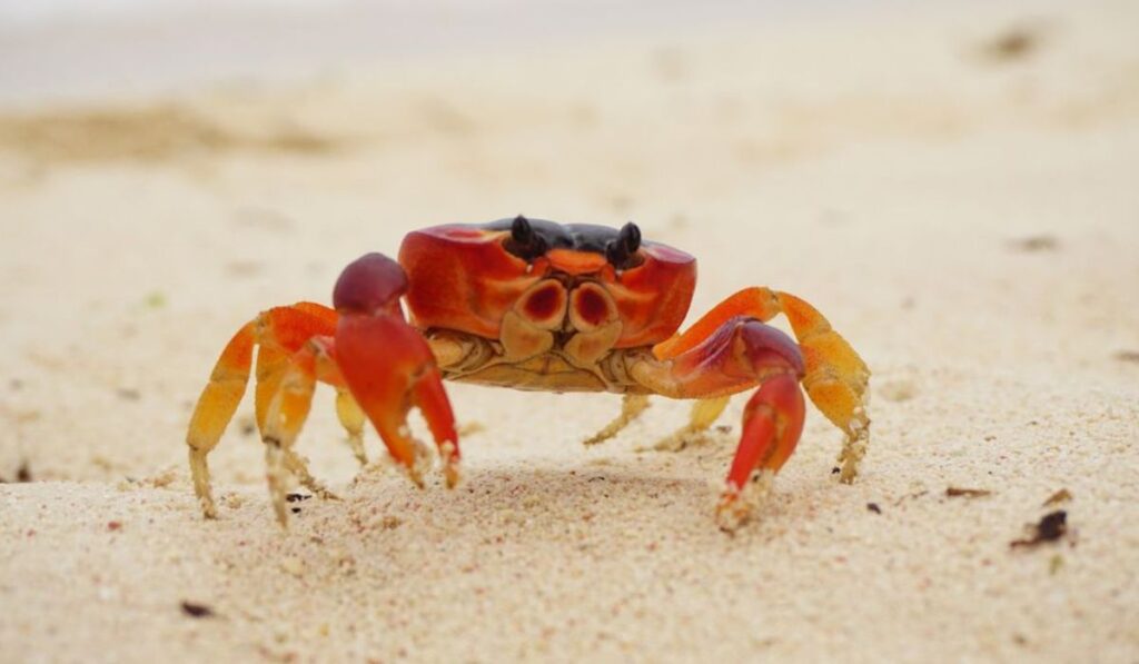 perfect-names-for-pet-crabs