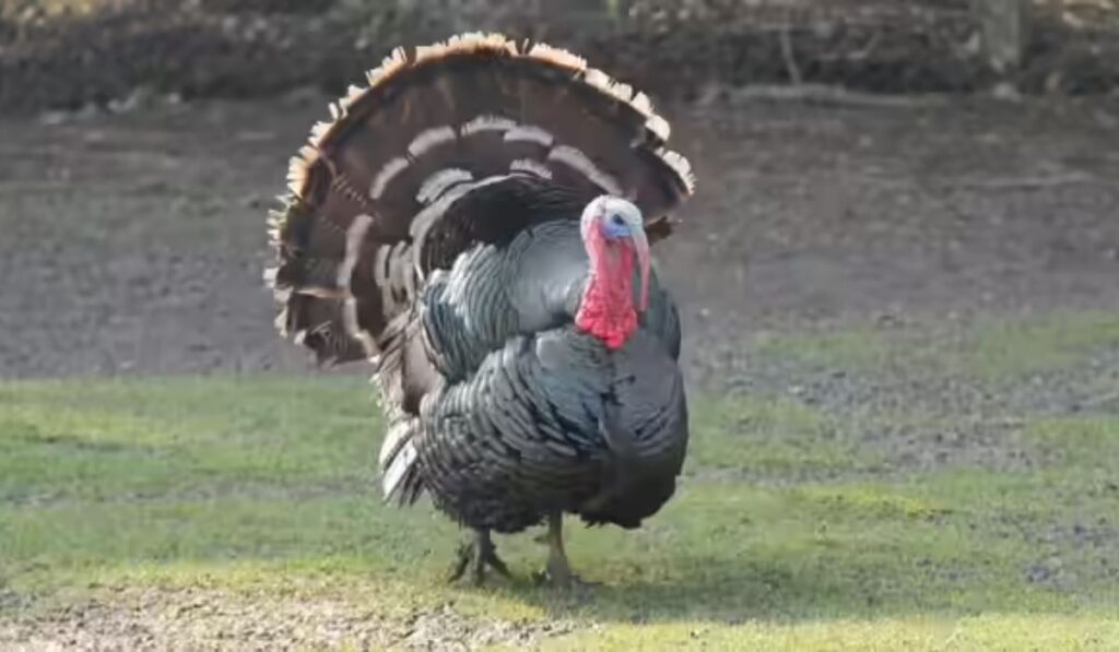 popular-turkey-names