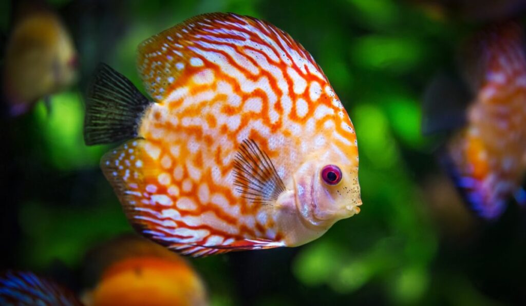 sea-fish-names