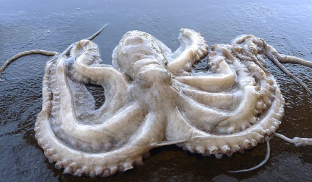 sea-inspired-octopus-names