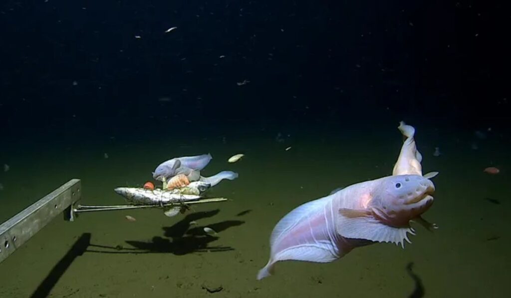 silly-and-witty-fish-name-list