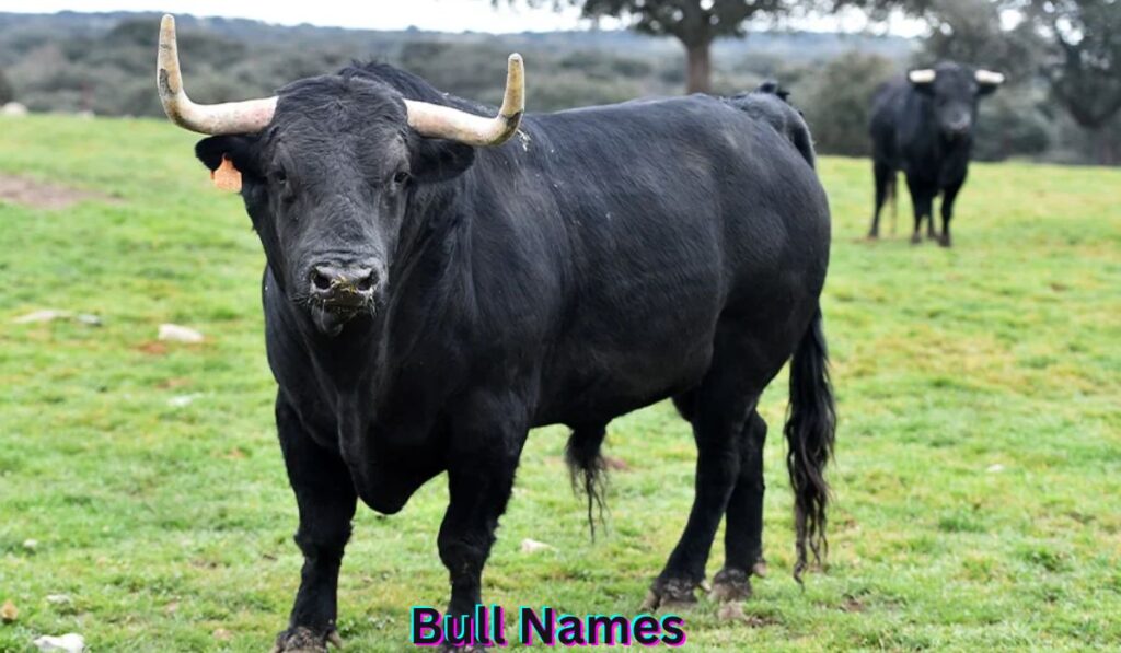 strong-bull-names-ideas