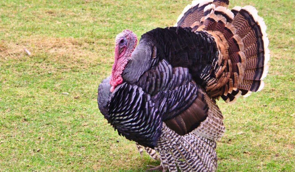 turkey-names-with-meaning