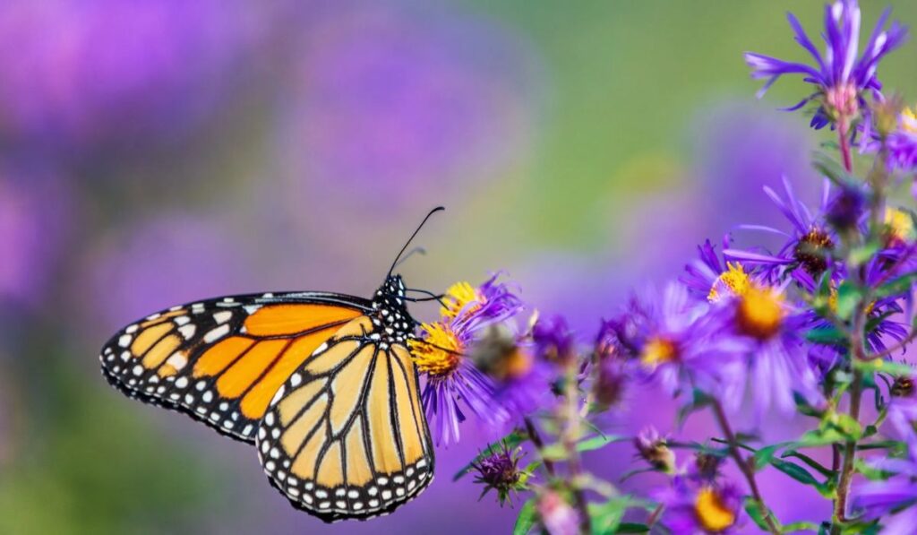 unique-butterfly-names