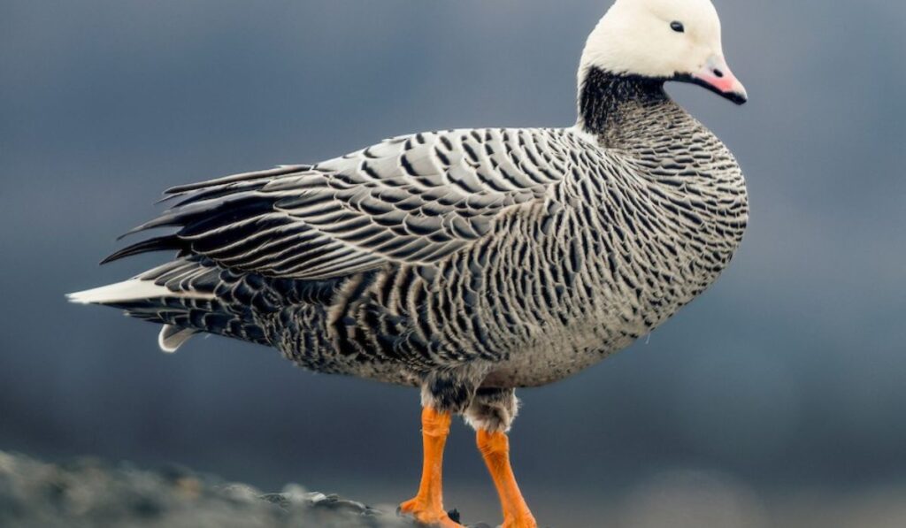 unique-goose-names