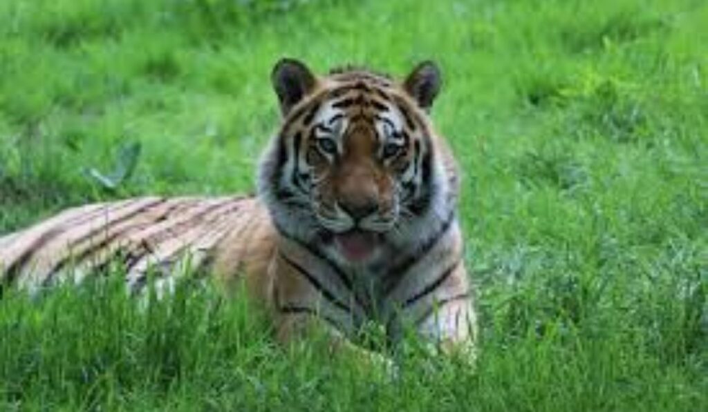 unique-or-rare-tiger-names-with-meanings