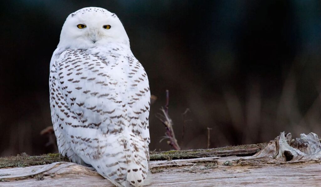 unique-owl-names-ideas