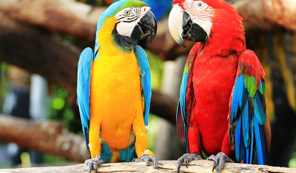 unique-parrot-names