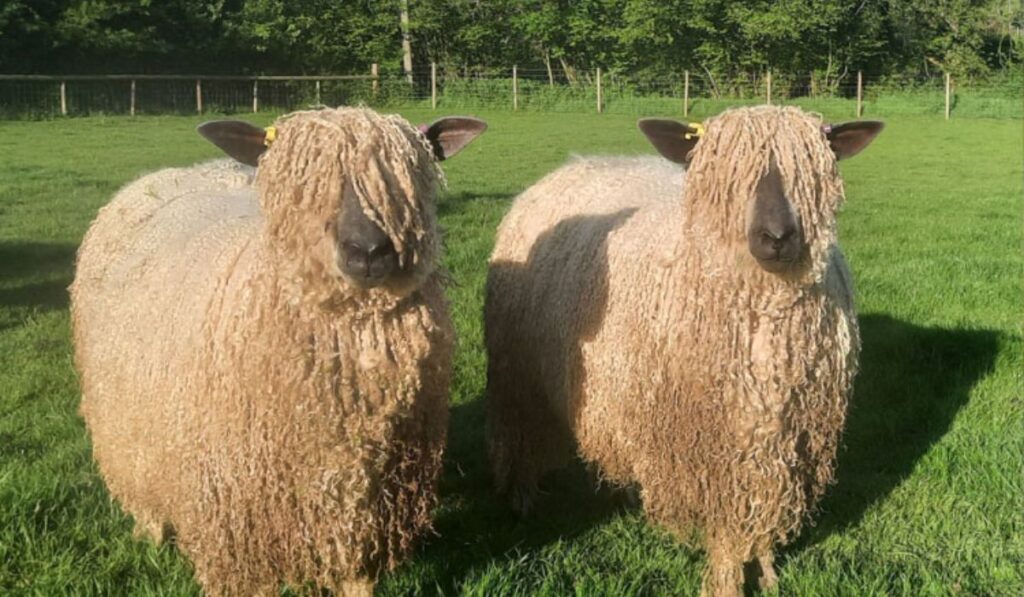 unique-sheep-names