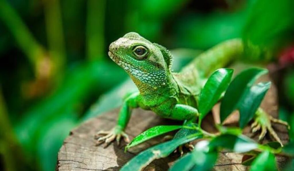 unisex-inspiring-water-dragon-names