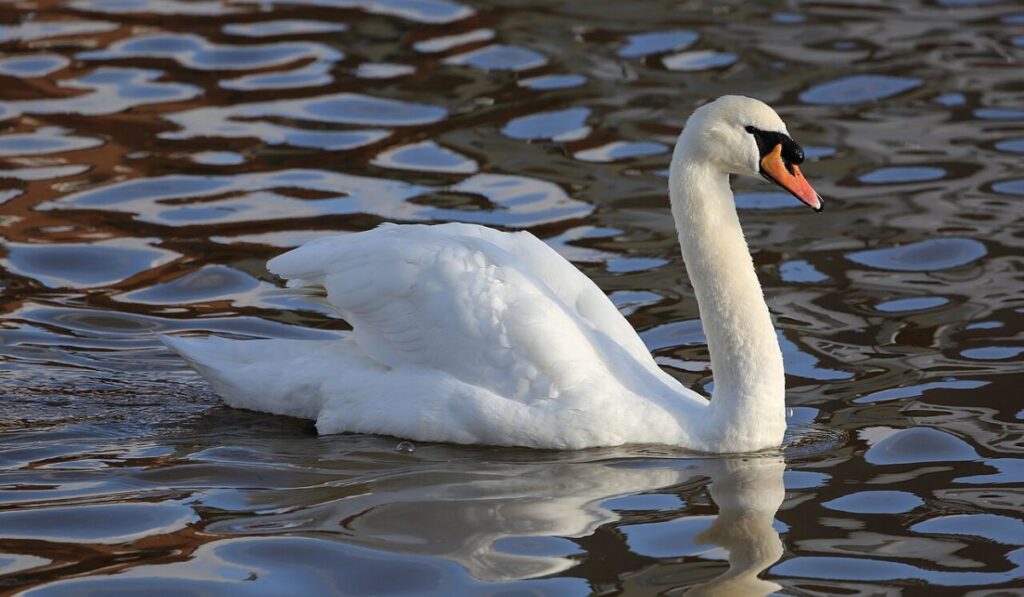 unisex-swan-names