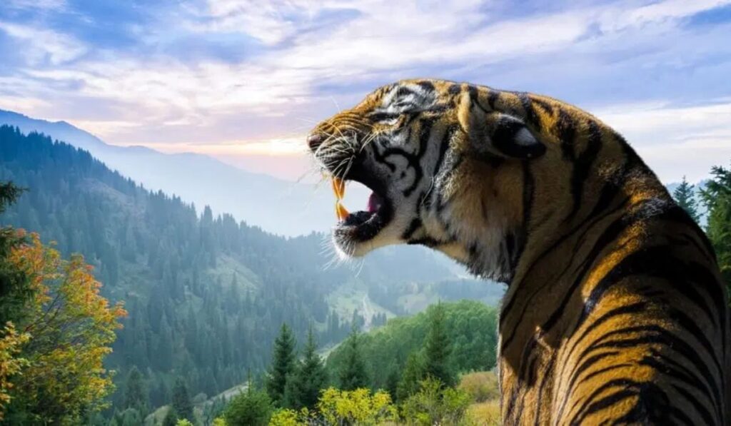 unisex-tiger-names-with-meanings