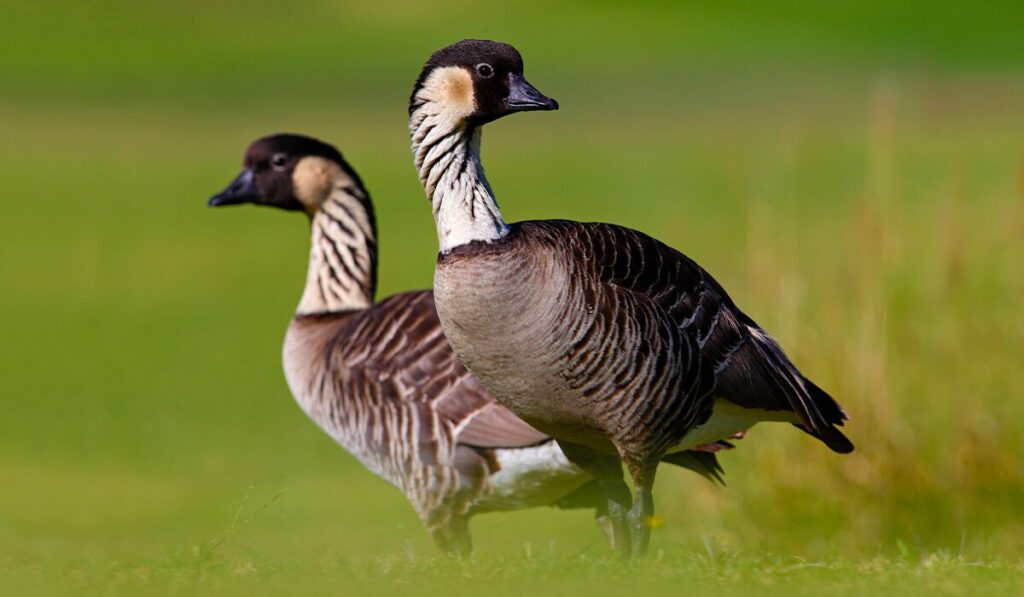 vintage-goose-names