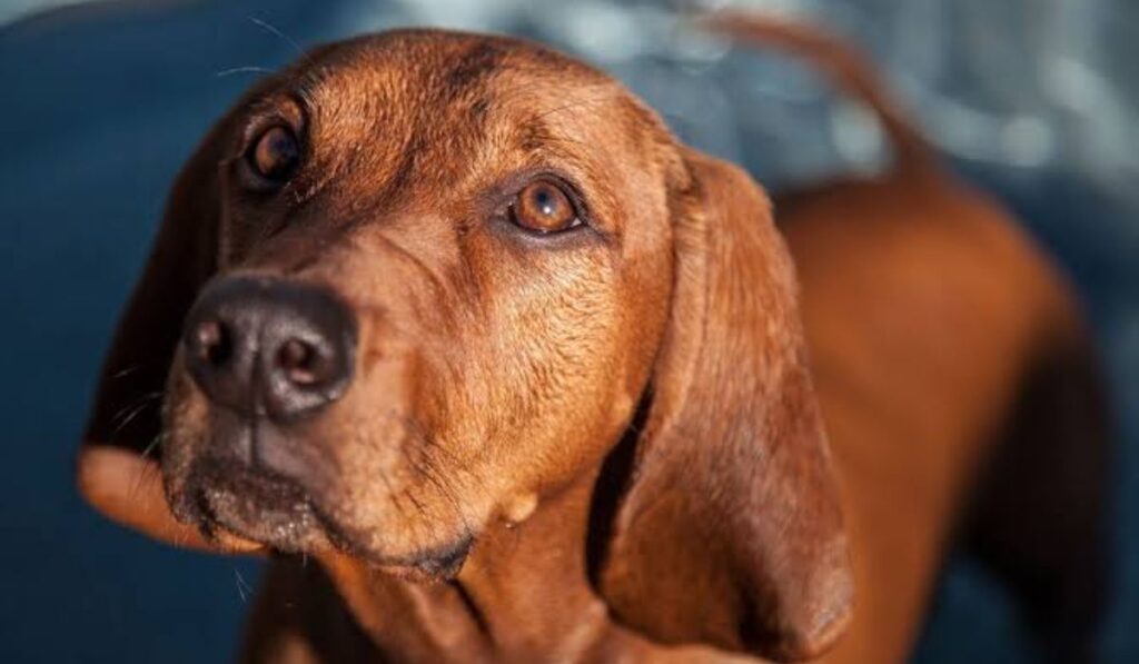 additional-red-dog-name-collection-bullet-list
