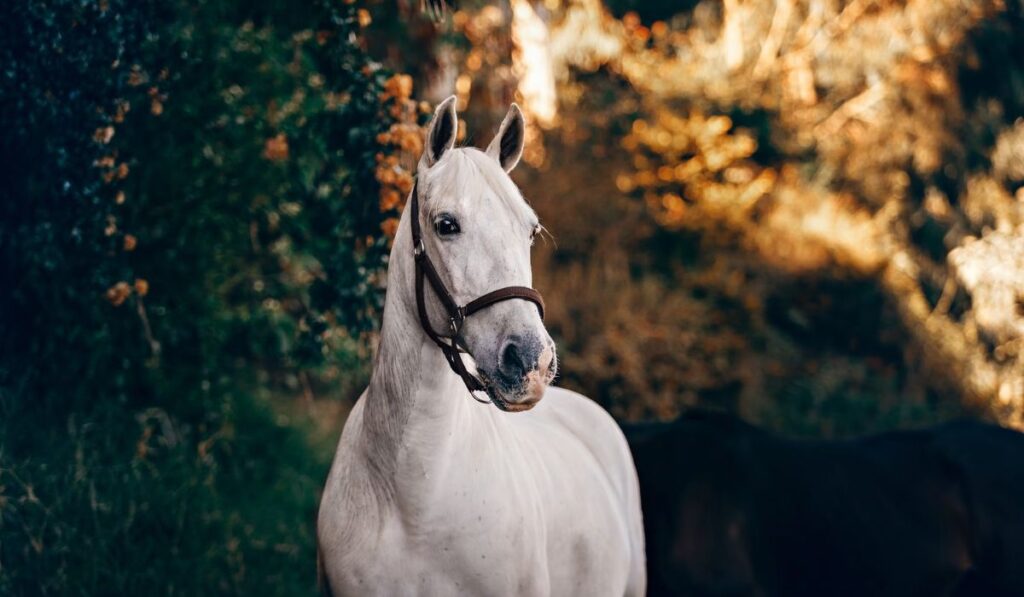 additional-unique-white-horse-names-collated