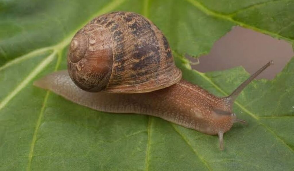 artistic-snail-names-by-theme