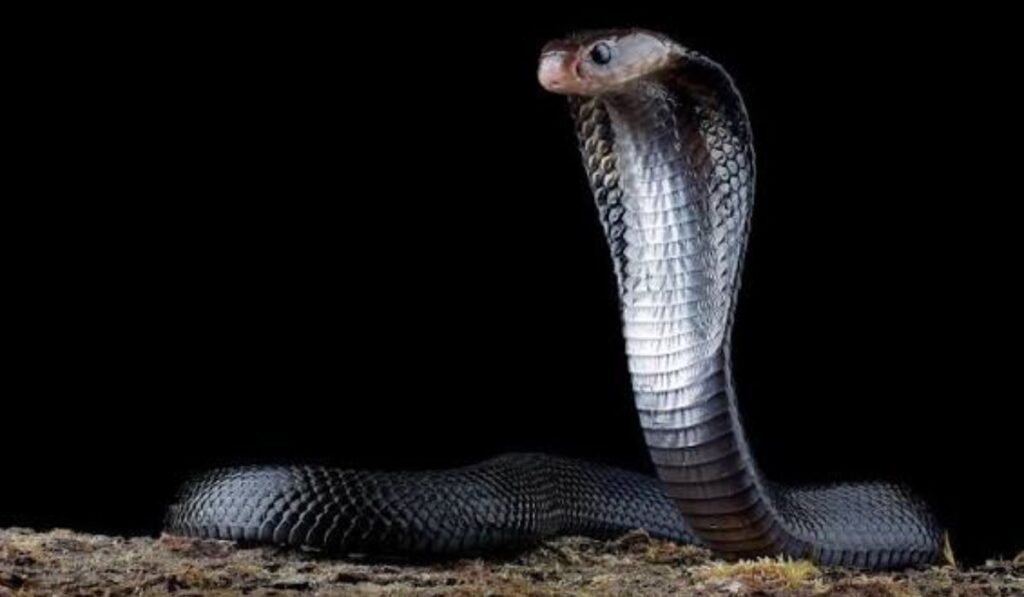 ball-python-names