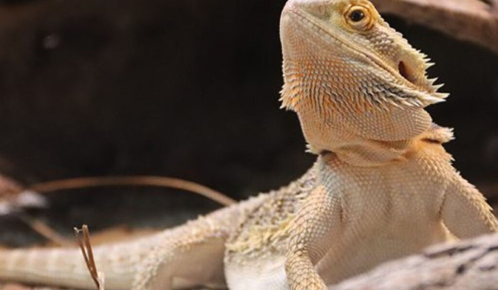 bearded-dragon-names-based-on-harry-potter