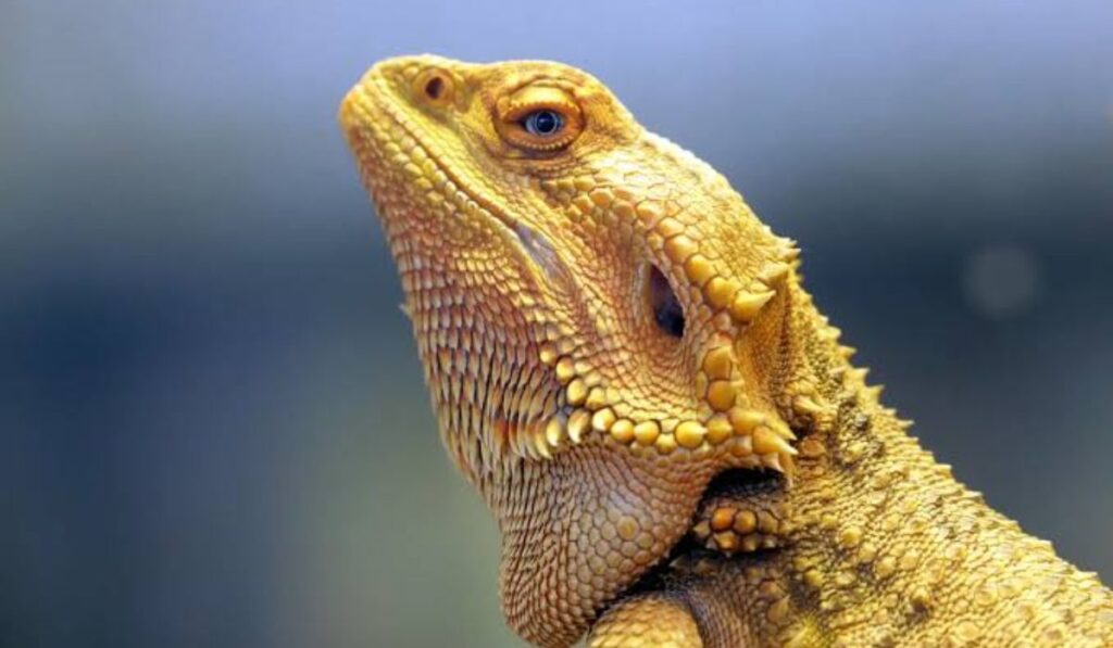 bearded-dragon-names-inspired-by-tv-shows-and-movies